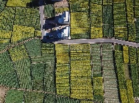 【就爱去弥渡】油菜花开蜂蝶来