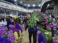 【就爱去呈贡】斗南花市  花花世界