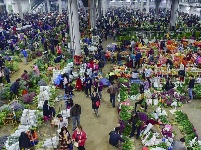 【就爱去呈贡】斗南花市  花花世界