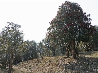 【就爱去盈江】勐弄杜鹃花 春来花满山
