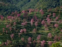 【就爱去南涧】无量山樱花 粉红色的冬季