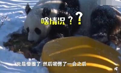 四川熊猫初次见到沈阳大雪 像极了来自南方的你