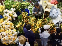 【就爱去呈贡】斗南花市  花花世界