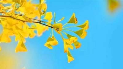 楚雄秋天一定要打卡的10件事，全部做完才算尽享秋意！