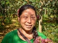 【就爱去弥勒】等闲识得“东风韵”，葡萄飘香迎你来