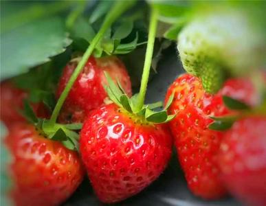 冬季水果大曝光！边玩边吃，这个周末开启疯狂采摘模式！