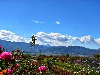 秋末初冬 拉市海玫瑰庄园花开正艳