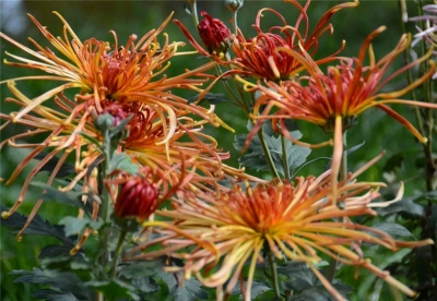 楚雄秋天一定要打卡的10件事，全部做完才算尽享秋意！