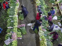 【就爱去呈贡】斗南花市  花花世界