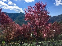 【就爱去南涧】无量山樱花 粉红色的冬季