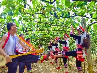 【就爱去弥勒】等闲识得“东风韵”，葡萄飘香迎你来