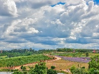 【就爱去弥勒】等闲识得“东风韵”，葡萄飘香迎你来