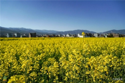 【就爱去弥渡】油菜花开蜂蝶来