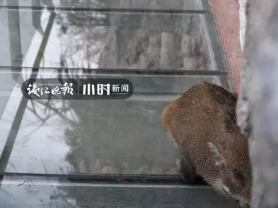 哈哈哈哈哈！野猪闯进网红玻璃栈道后秒怂：你行你上