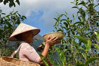 临沧忙丙乡“辟蹊径”积极推进茶叶产业转型升级