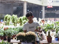 【就爱去呈贡】斗南花市  花花世界
