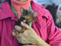 东宠会开幕 看宠物萌萌哒