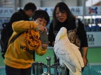 东宠会开幕 看宠物萌萌哒