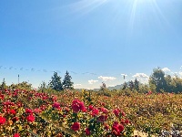 秋末初冬 拉市海玫瑰庄园花开正艳