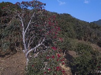 【就爱去盈江】勐弄杜鹃花 春来花满山