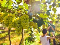 【就爱去弥勒】等闲识得“东风韵”，葡萄飘香迎你来