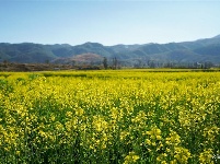 【就爱去弥渡】油菜花开蜂蝶来