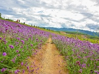 【就爱去弥勒】等闲识得“东风韵”，葡萄飘香迎你来