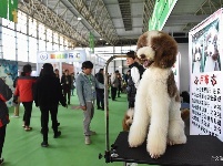 东宠会开幕 看宠物萌萌哒