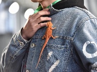 东宠会开幕 看宠物萌萌哒