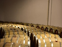 【就爱去弥勒】等闲识得“东风韵”，葡萄飘香迎你来