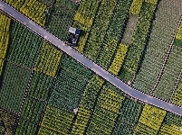 【就爱去弥渡】油菜花开蜂蝶来