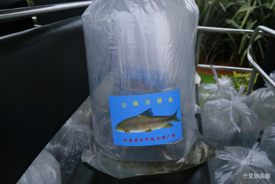 保护滇池生态环境 “冬季送鱼入滇池”活动将在古滇开展一个月