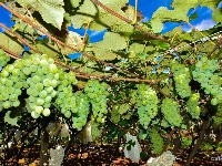 【就爱去弥勒】等闲识得“东风韵”，葡萄飘香迎你来