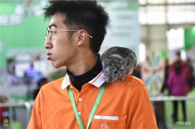 东宠会开幕 看宠物萌萌哒