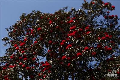 世界花都 魅力昆明——嵩明