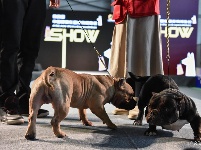 东宠会开幕 看宠物萌萌哒