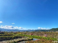 秋末初冬 拉市海玫瑰庄园花开正艳