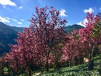 【就爱去南涧】无量山樱花 粉红色的冬季