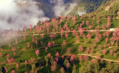 【就爱去南涧】无量山樱花谷