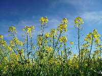 【就爱去弥渡】油菜花开蜂蝶来