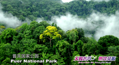 天赐普洱·世界茶源——普洱旅游宣传片