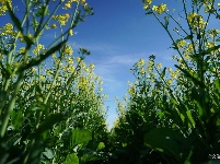 【就爱去弥渡】油菜花开蜂蝶来