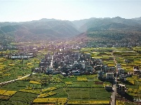 【就爱去弥渡】油菜花开蜂蝶来