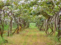 【就爱去弥勒】等闲识得“东风韵”，葡萄飘香迎你来