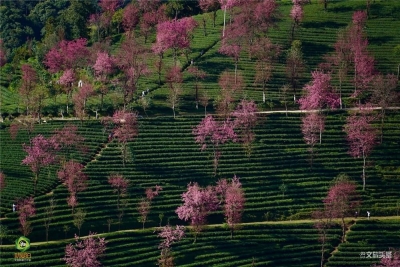 大理南涧跳菜舞动无量山樱花谷景区