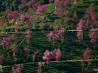 【就爱去南涧】无量山樱花 粉红色的冬季
