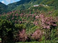 【就爱去南涧】无量山樱花 粉红色的冬季