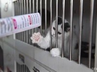 东宠会开幕 看宠物萌萌哒