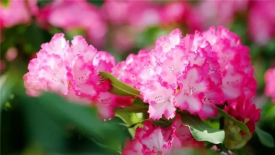 大姚昙华乡上央视了！带你看花仙子比美、赏马缨花之艳！