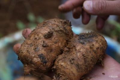 1.13%天麻素，生长2年以上，这个冬天让小草坝天麻为你御寒